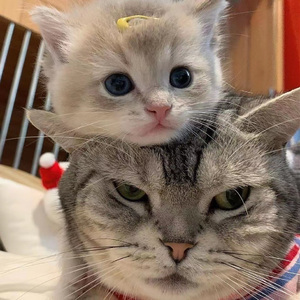 一级A片四川少妇大白奶
